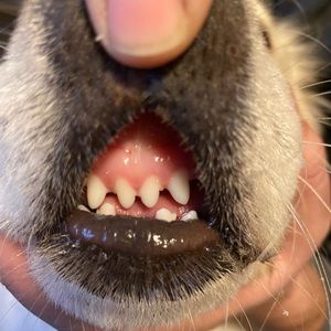 Meet your Posher, Barb